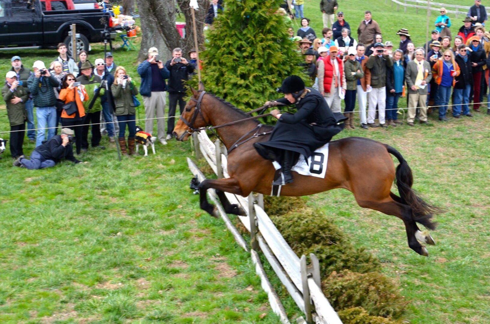 Black color horse jumping above the fences