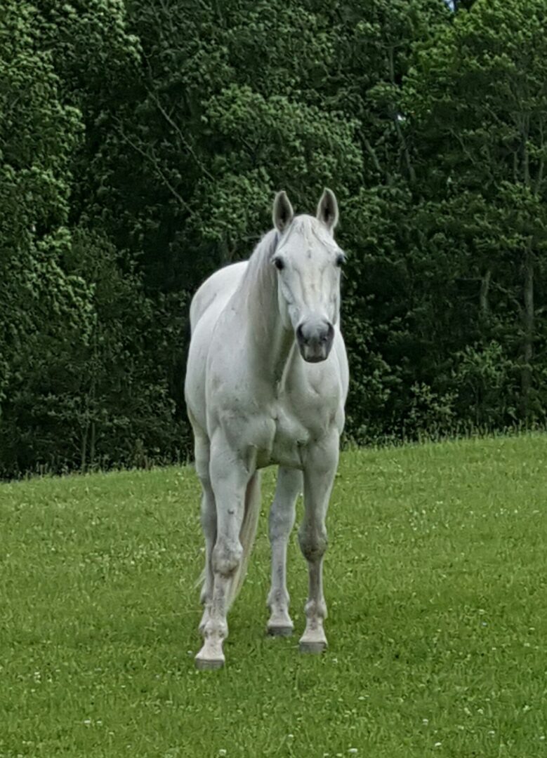 A white horse standing in a grassy field.