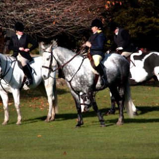 A man riding a white color horse along with others