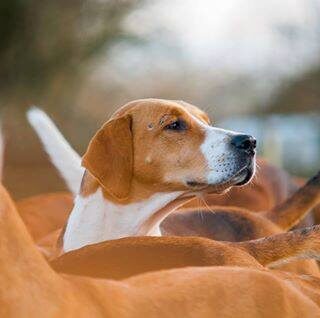 A group of foxhounds with white markings.