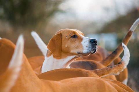 A group of foxhounds with white markings.